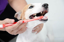 Dog teeth cleaning